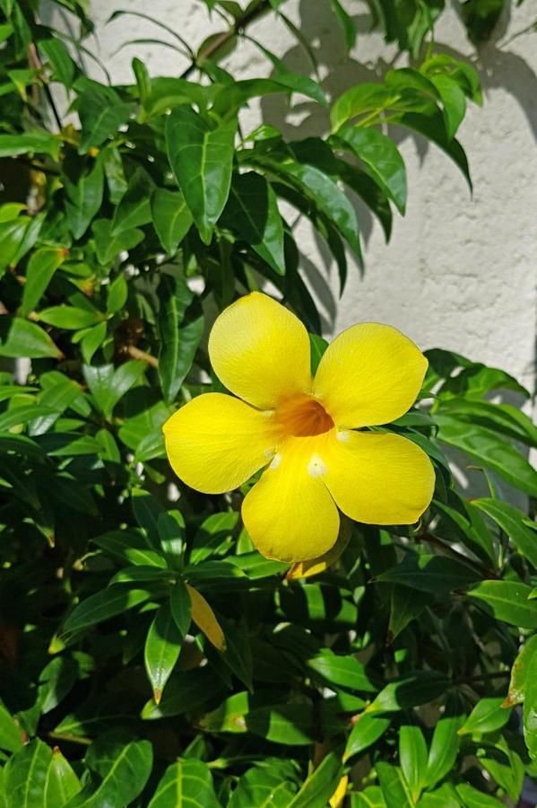 Cap Cove Saint Lucia Aparthotel Gros-Islet Buitenkant foto