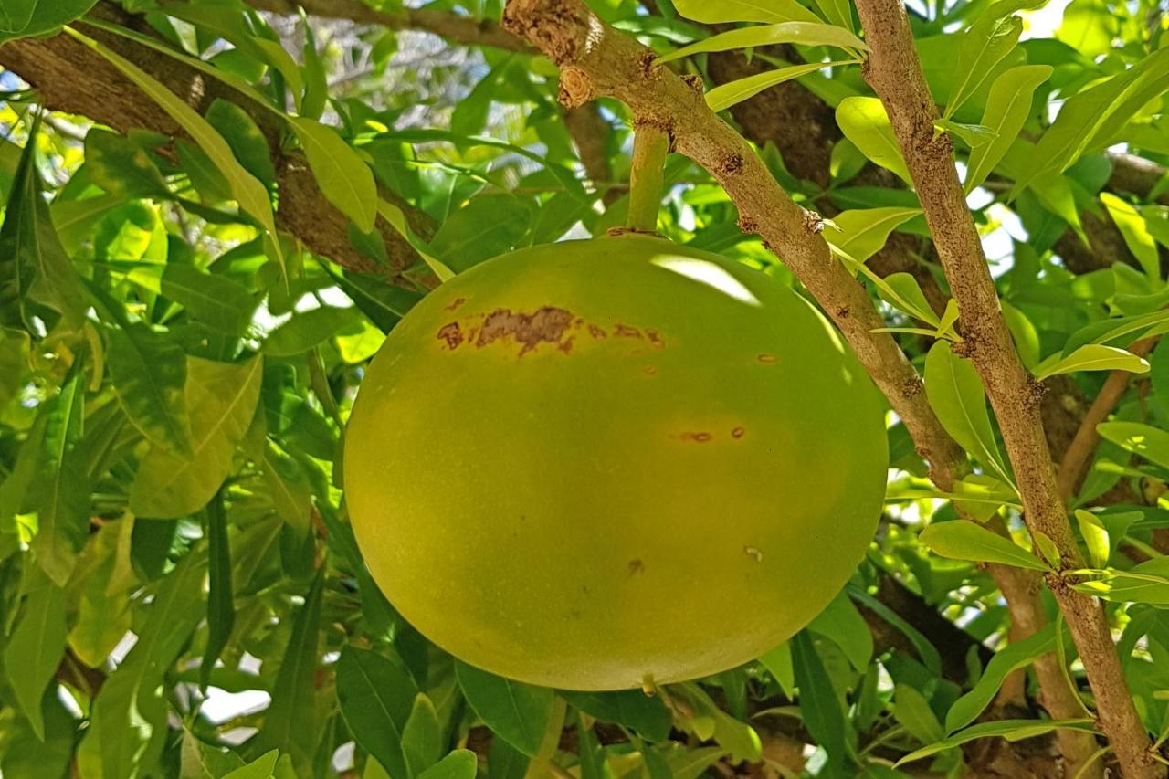 Cap Cove Saint Lucia Aparthotel Gros-Islet Buitenkant foto